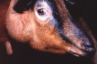 Abcès caséeux