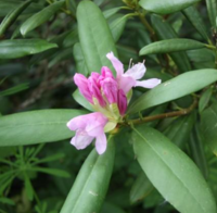 Plantes toxiques