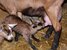 Le colostrum, un bien précieux à valoriser